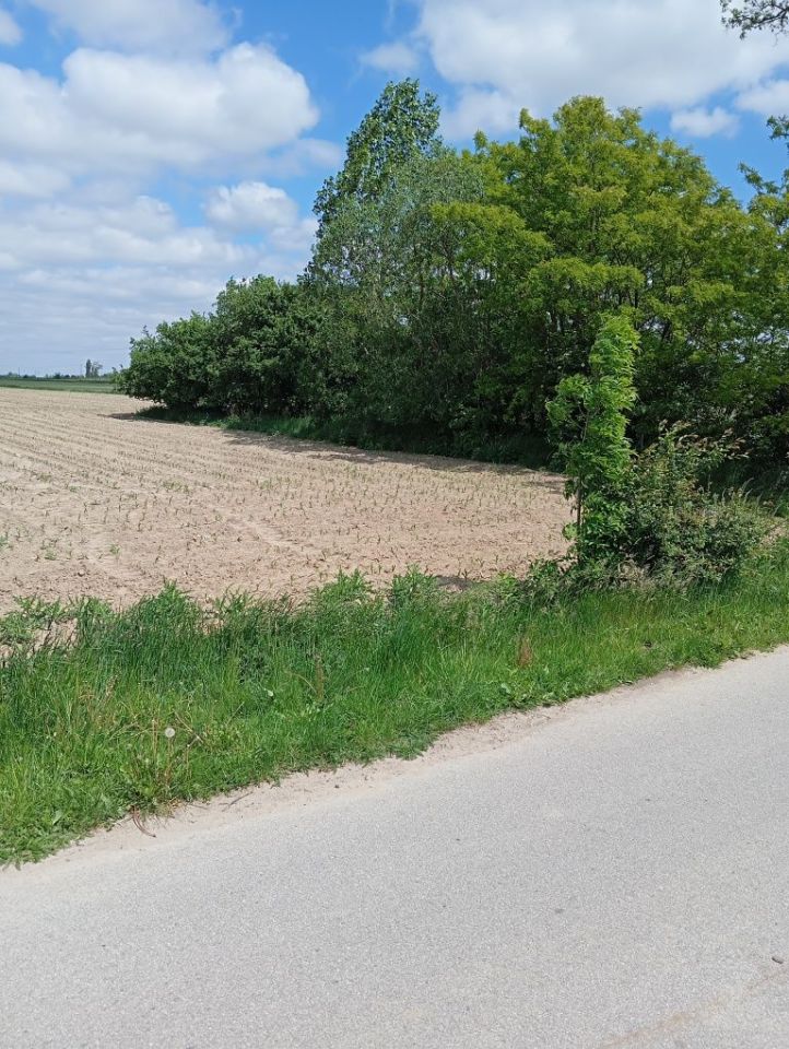 Działka rolna Zosinów Klotyldów. Zdjęcie 4
