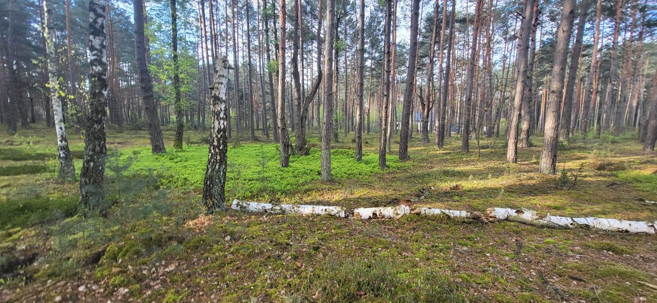 Działka leśna Popowo-Letnisko, al. Kamienna. Zdjęcie 6