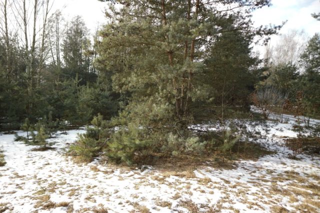 Działka budowlana Nekielka, ul. Kwiatowa. Zdjęcie 5