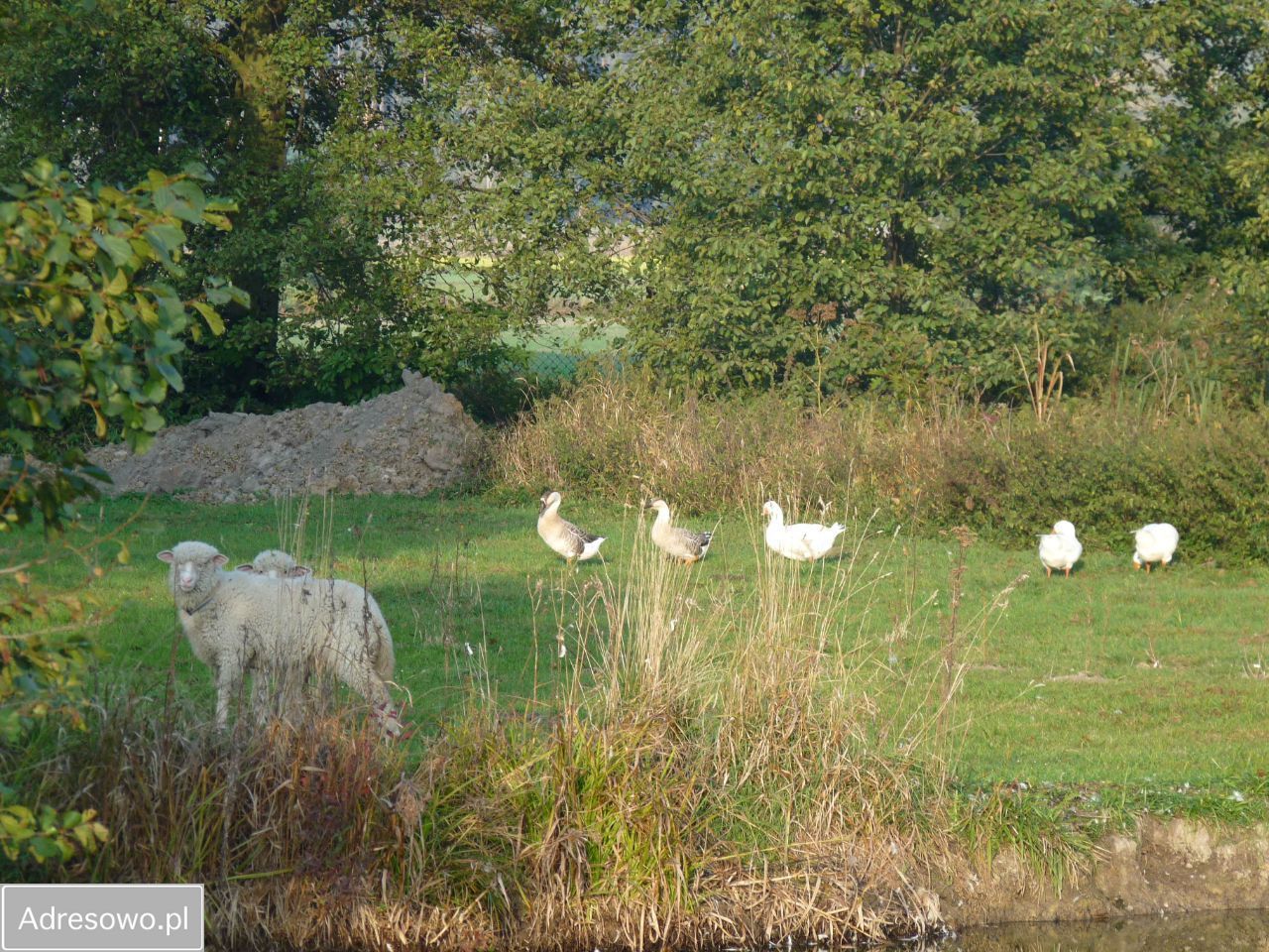 siedlisko, 6 pokoi Gadki. Zdjęcie 16