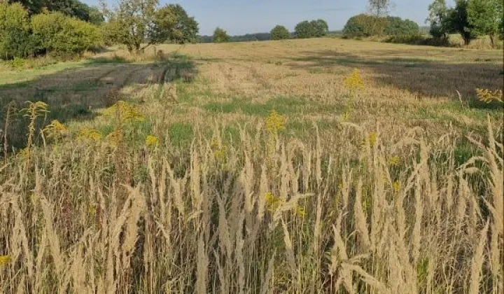 Działka rolno-budowlana Lubieniów