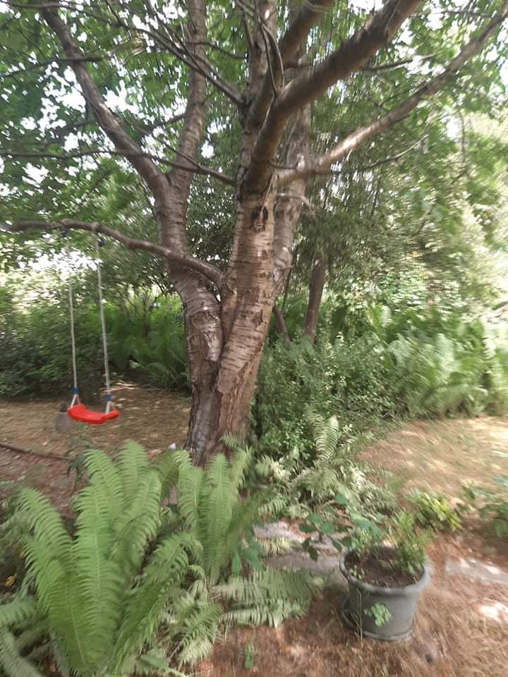 Działka rod Gdańsk Złota Karczma, ul. mjr. Mieczysława Słabego. Zdjęcie 6