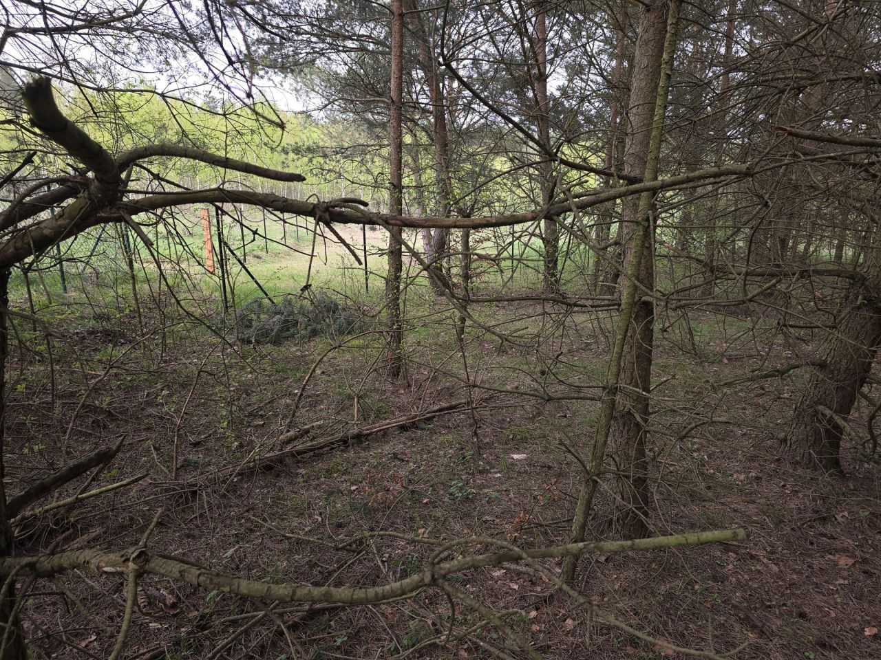 Działka leśna Ruś. Zdjęcie 11