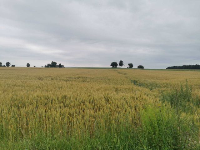 Działka budowlana Piotrowice. Zdjęcie 1