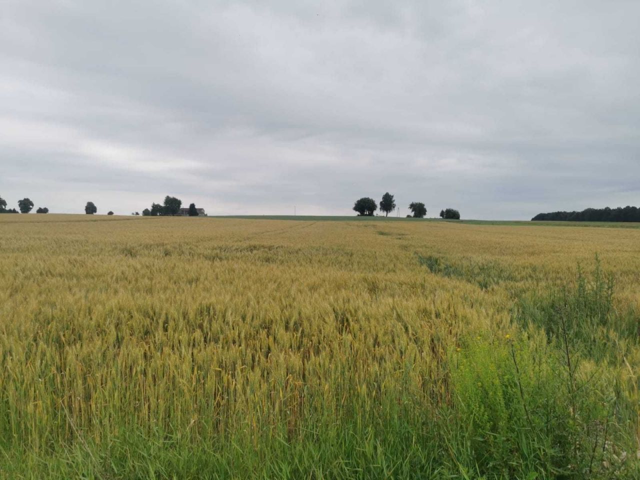 Działka budowlana Piotrowice