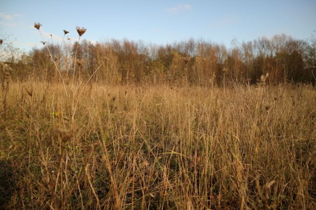 Działka budowlana Czerwonak, ul. Leśna. Zdjęcie 4