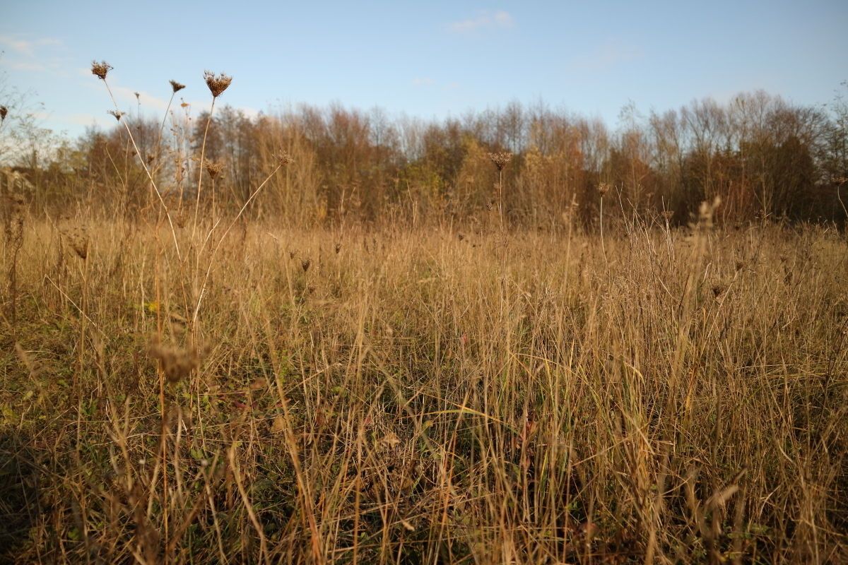 Działka budowlana Czerwonak, ul. Leśna. Zdjęcie 4