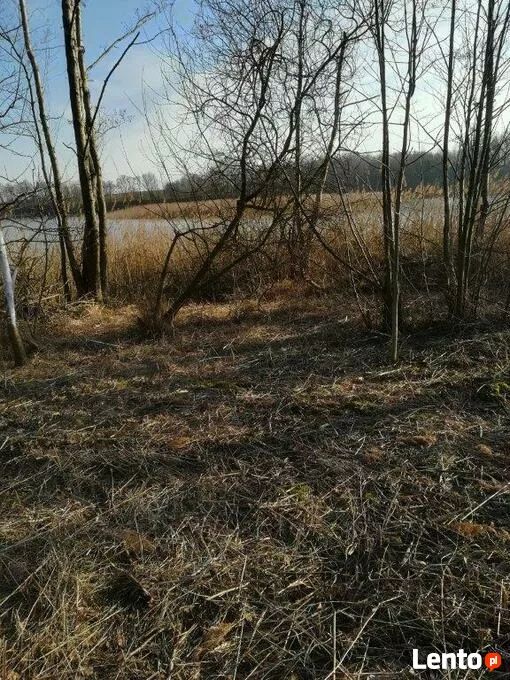 Działka rolna Kaszewo. Zdjęcie 5