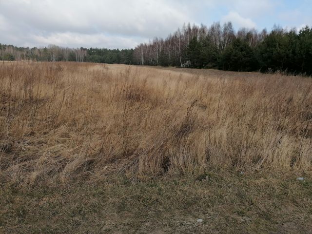 Działka rolna Stary Ciepielów. Zdjęcie 1
