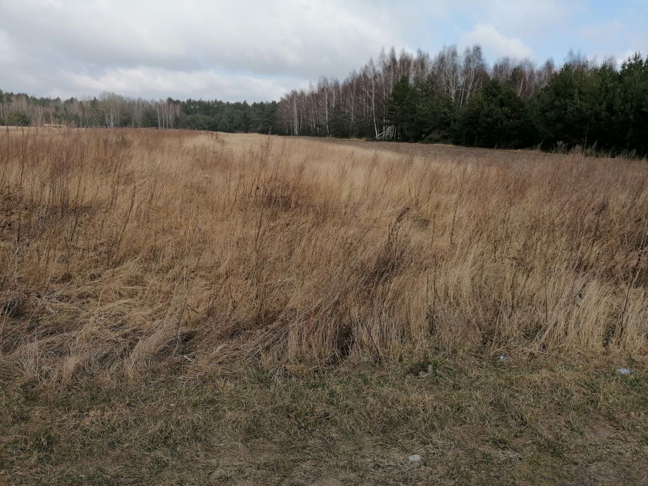 Działka rolna Stary Ciepielów. Zdjęcie 1