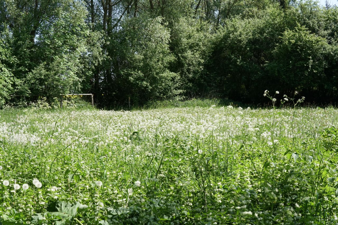 Działka rolno-budowlana Jezioro. Zdjęcie 7