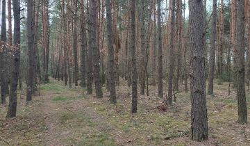Działka leśna Polaki