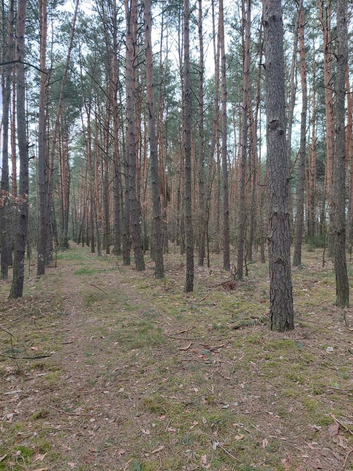 Działka leśna Polaki
