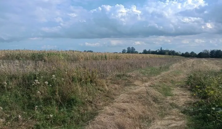 Działka rolna Siedliszcze, ul. Lipowa