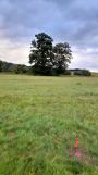 Działka siedliskowa Stara Kamienica, ul. Spacerowa. Zdjęcie 4