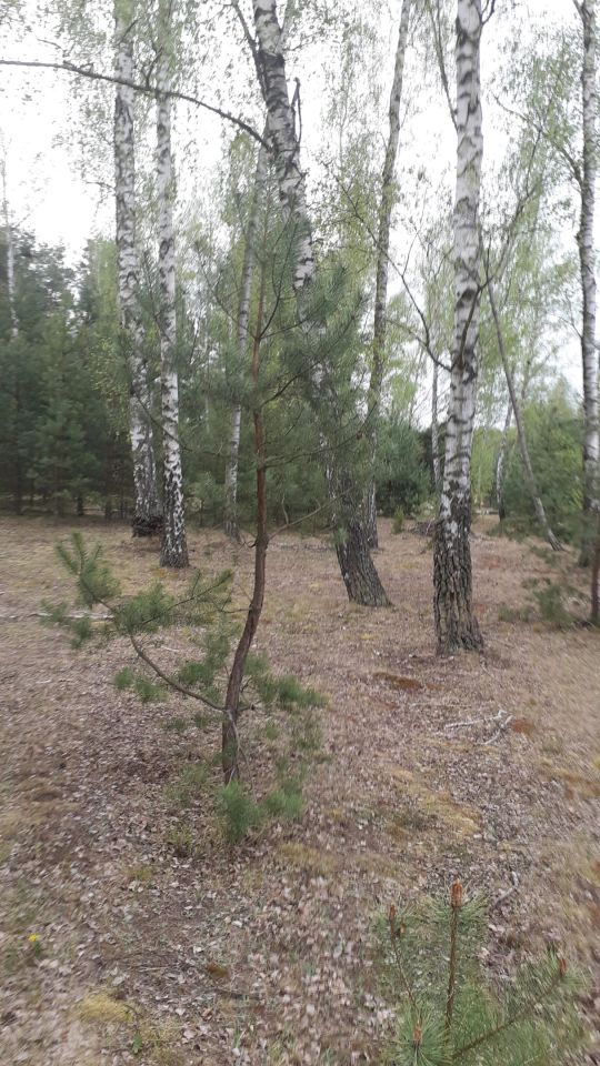 Działka rolno-budowlana Jasionna. Zdjęcie 4