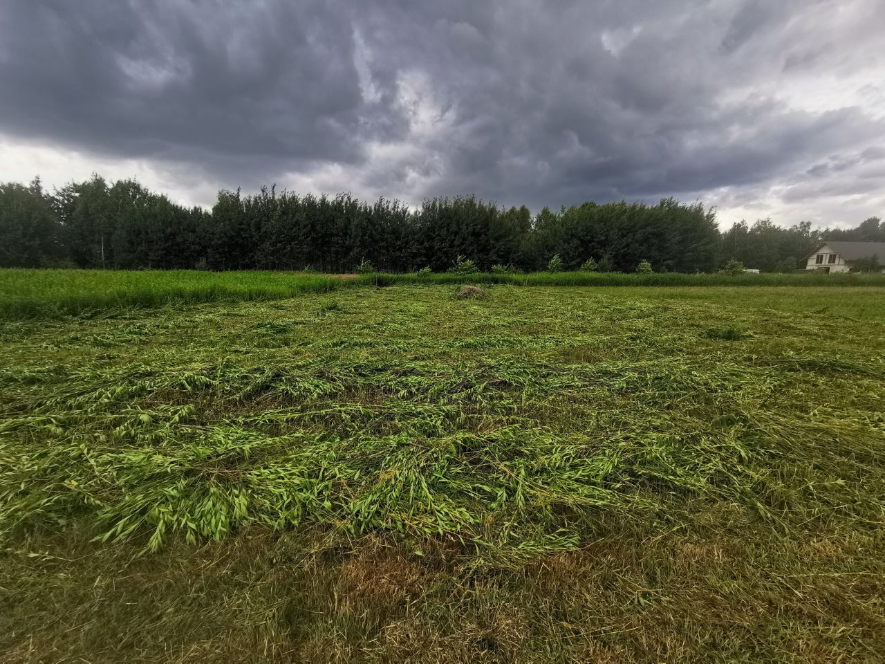 Działka budowlana Stojadła, ul. Królewska. Zdjęcie 9