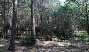 Działka leśna Chojno-Błota Małe. Zdjęcie 1