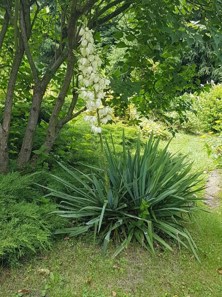 Działka rod Wójcin. Zdjęcie 4