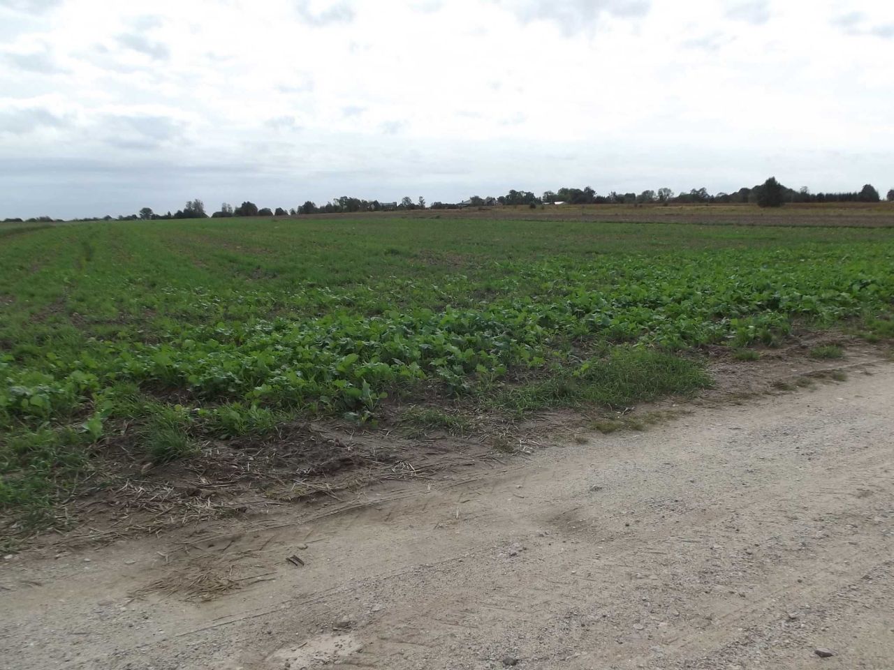 Działka rolna Ścieki. Zdjęcie 3