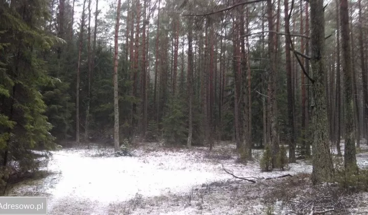 Działka leśna Leszczany