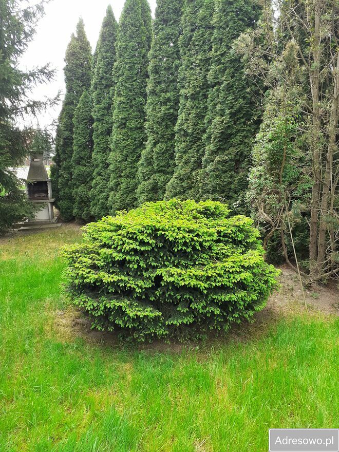 Działka rod Kraków Golikówka. Zdjęcie 8