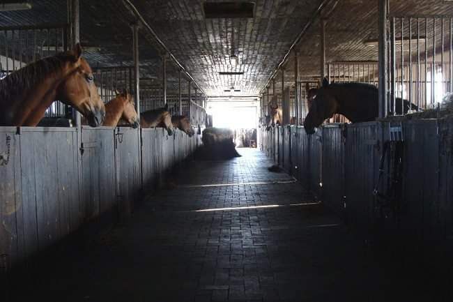 gospodarstwo, 7 pokoi Łubki, ul. Wiejska. Zdjęcie 4