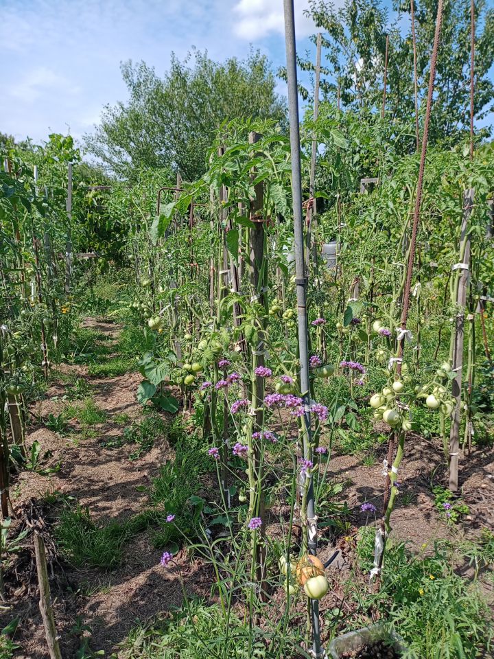 Działka rekreacyjna Wrocław Bierdzany, ul. Nizinna. Zdjęcie 12