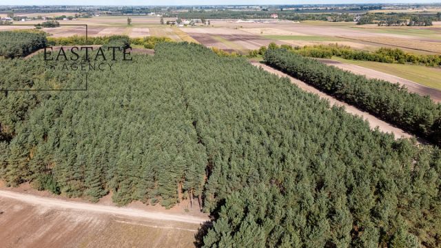 Działka leśna Maurzyce. Zdjęcie 3