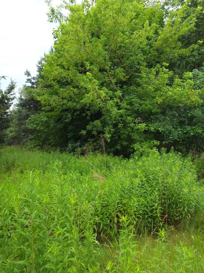 Działka budowlana Świnice Warckie. Zdjęcie 2