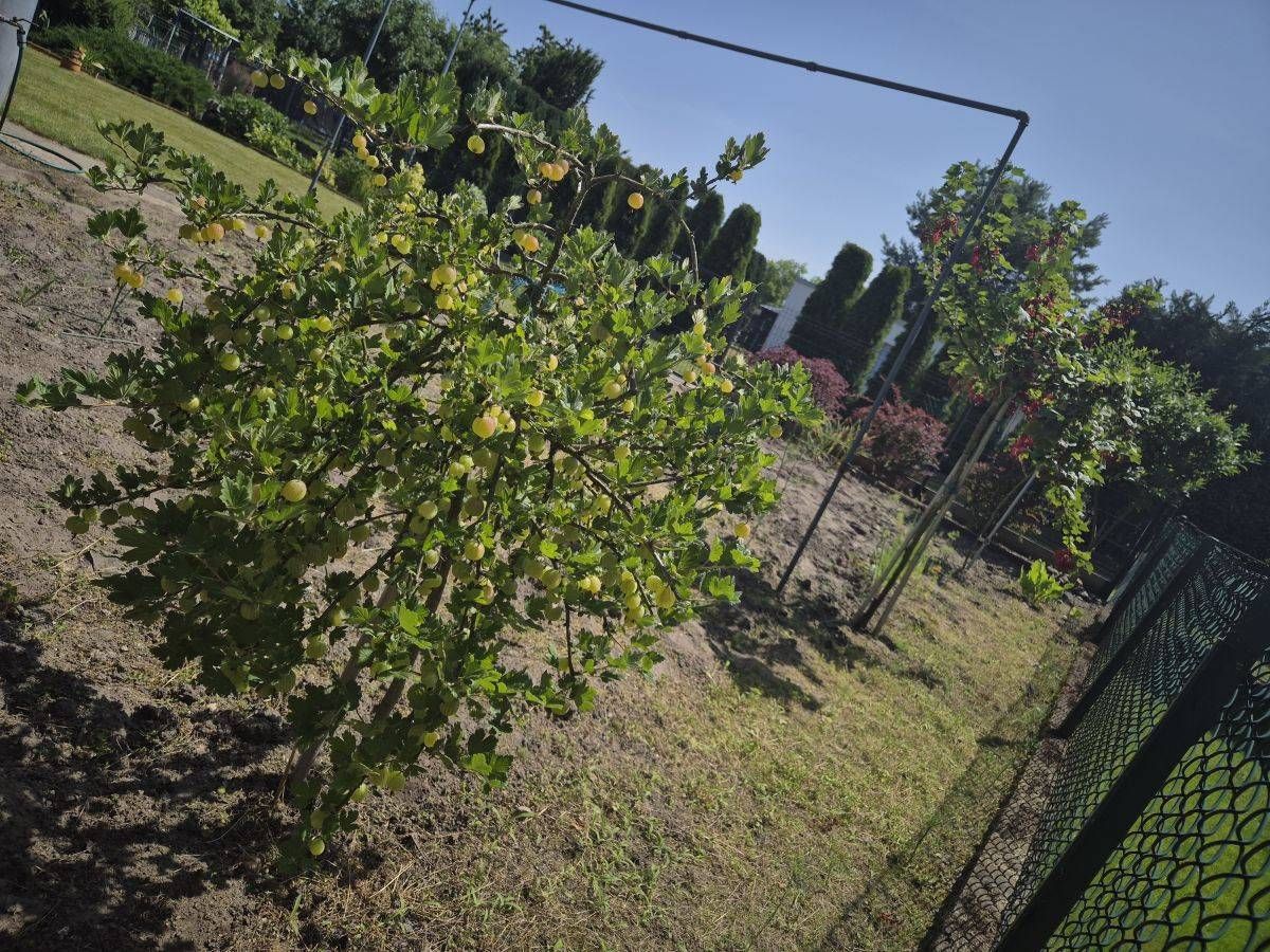 Działka rolna Poznań Nowe Miasto, ul. Jarosławska. Zdjęcie 4