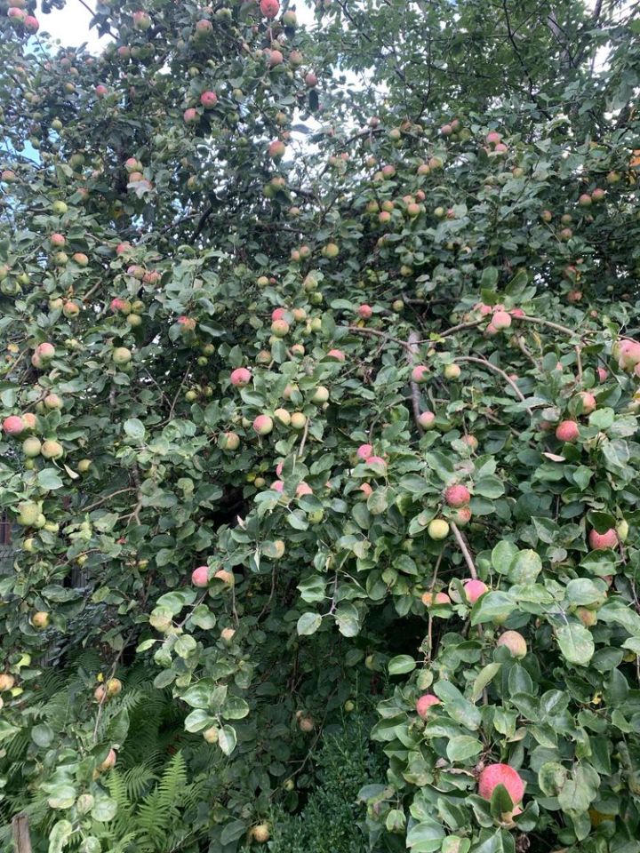 Działka rod Słupsk. Zdjęcie 2