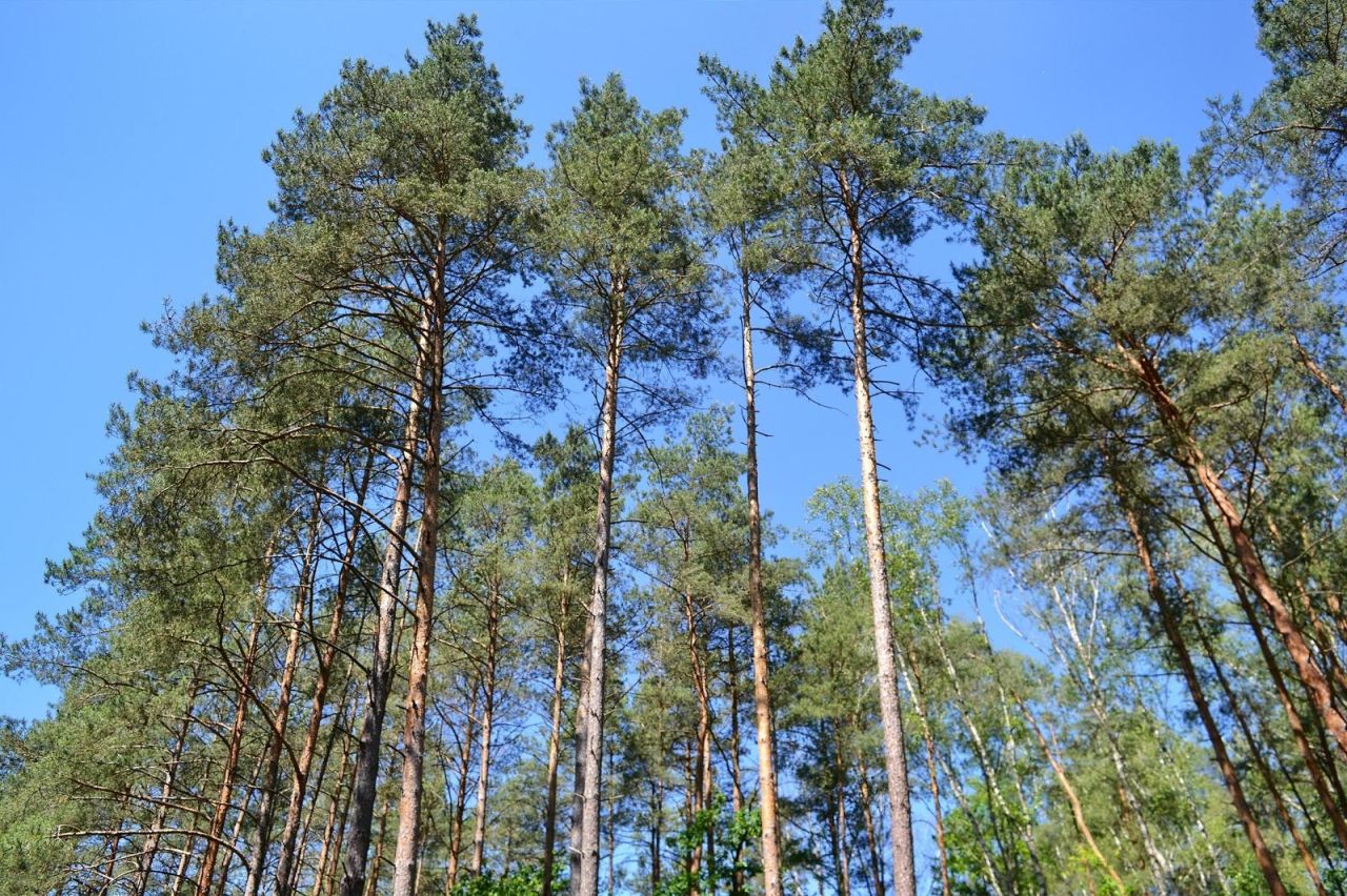 Działka inwestycyjna Cząstków Polski. Zdjęcie 4