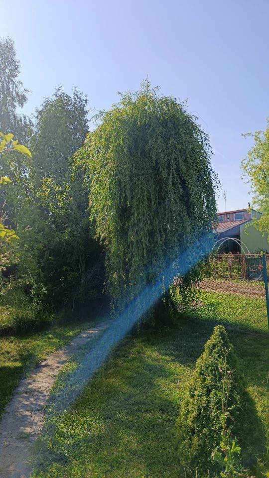 Działka rod Proszowice. Zdjęcie 6
