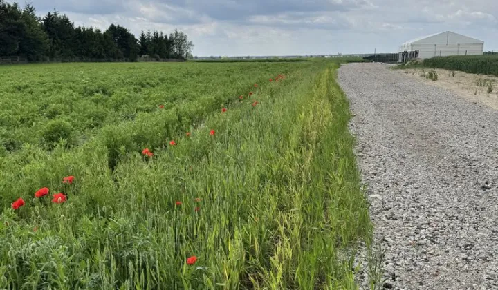 Działka inwestycyjna Brzostek