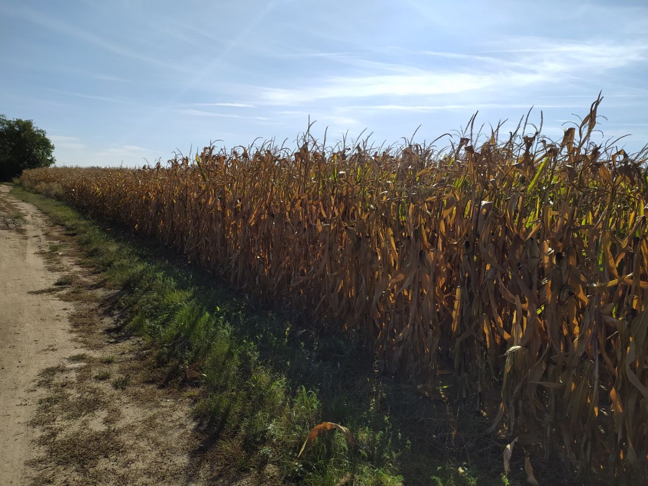Działka inwestycyjna Wojnowice, ul. Akacjowa. Zdjęcie 10
