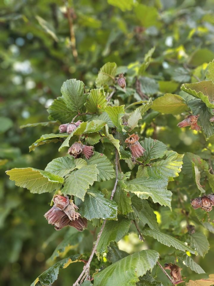 Działka rod Płouszowice. Zdjęcie 7