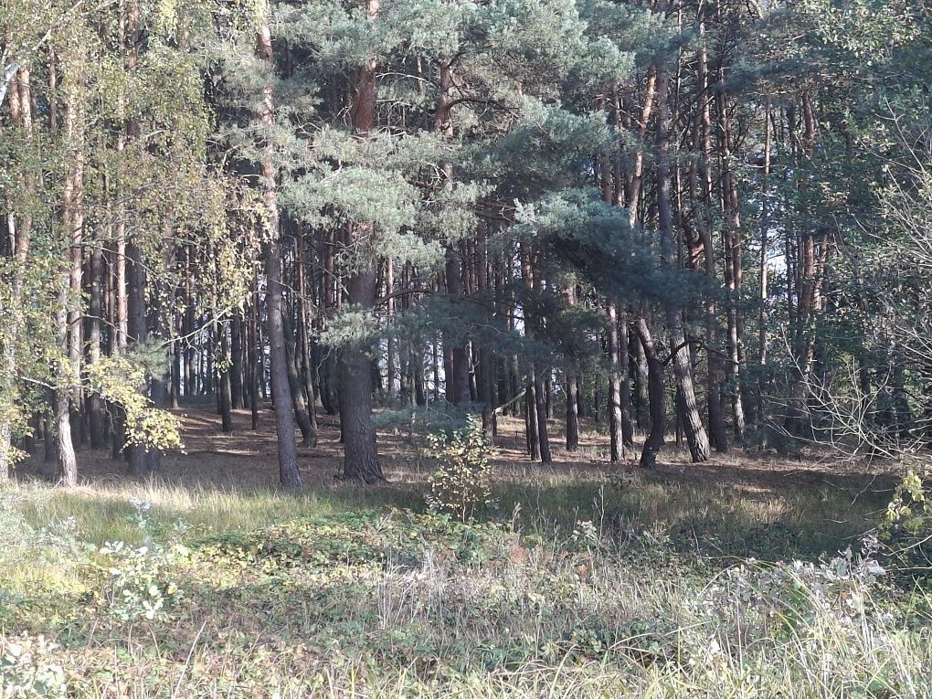 Działka Jesiona. Zdjęcie 6