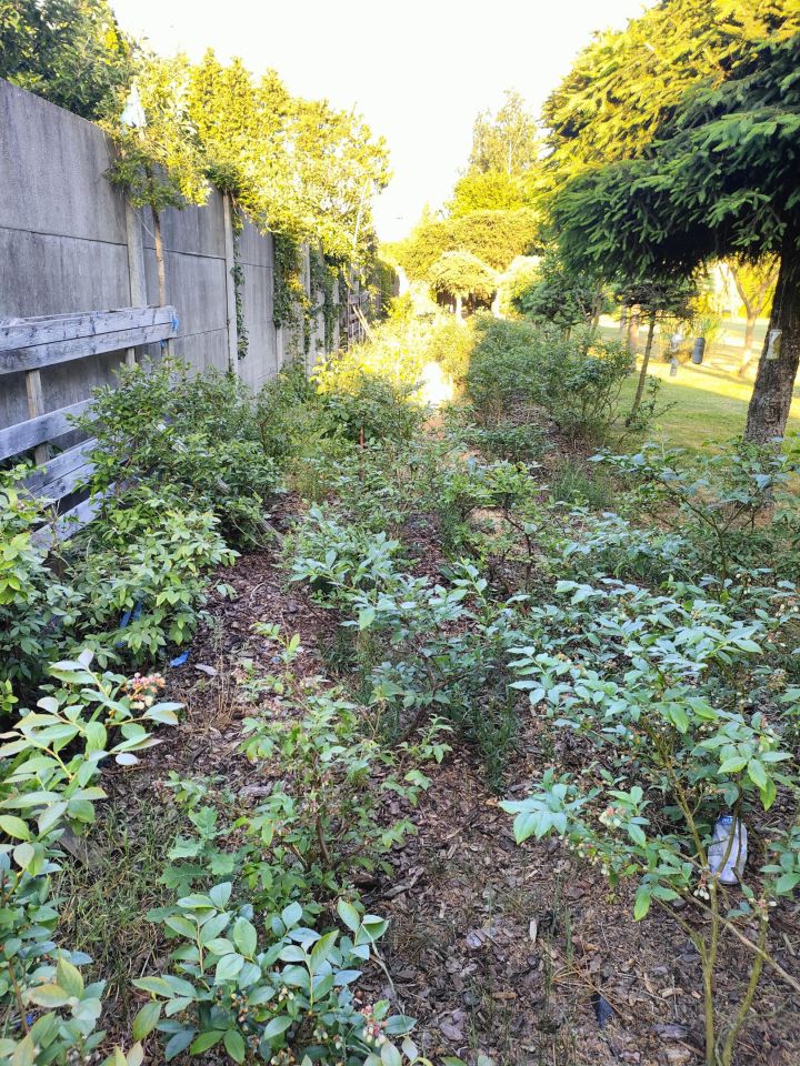Działka rolna Wiechowo. Zdjęcie 5