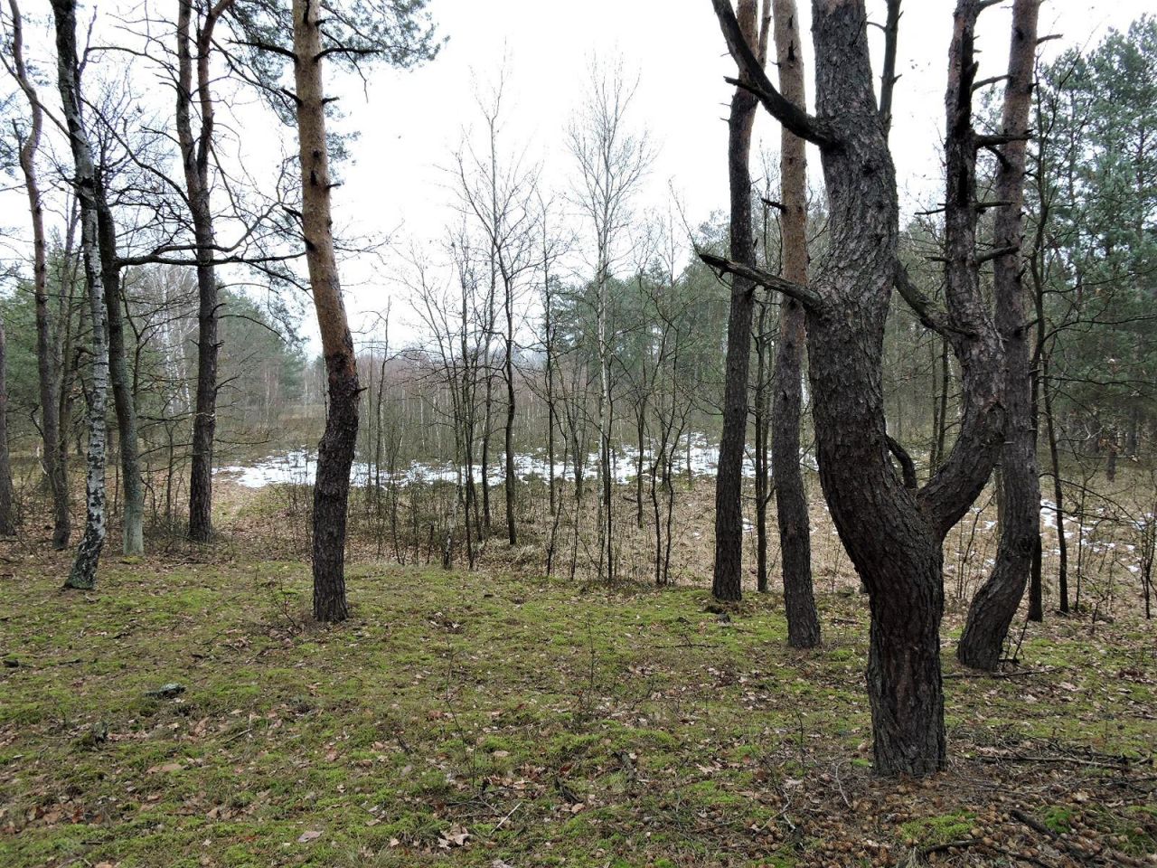 Działka rolna Budziska, ul. Ptasia. Zdjęcie 8