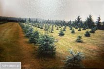 Działka budowlana Żółtki. Zdjęcie 1