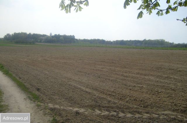 Działka rolna Rogów. Zdjęcie 1