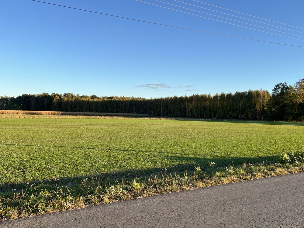 Działka leśna Marianka. Zdjęcie 5