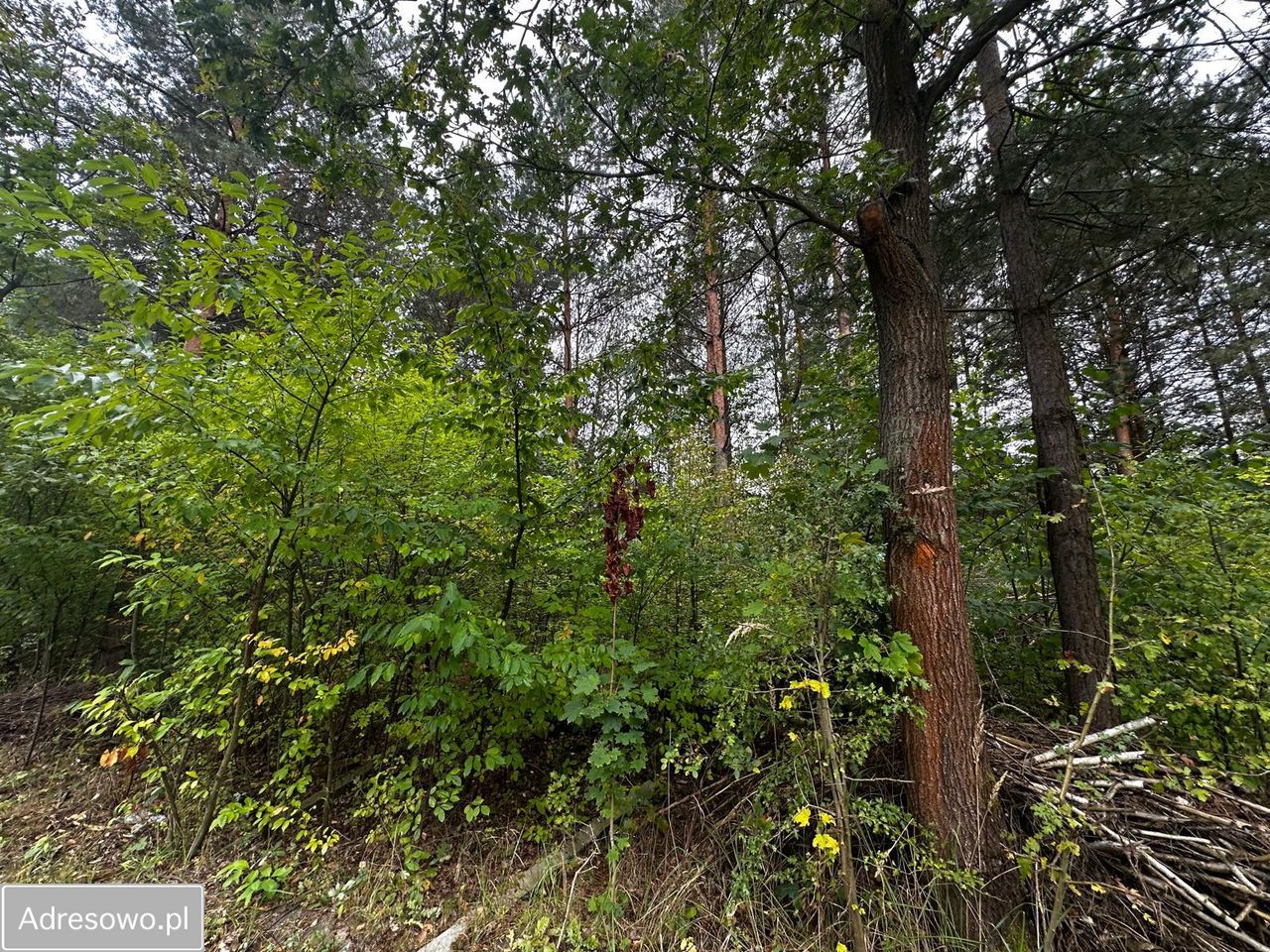 Działka budowlana Skierniewice, ul. Kątna. Zdjęcie 3