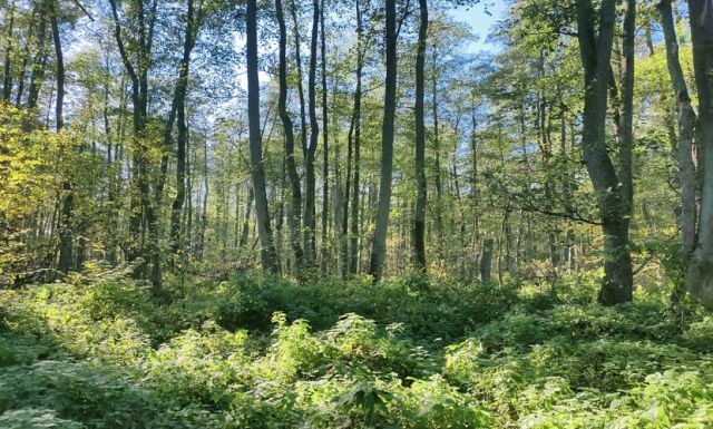 Działka budowlana Jeziórka. Zdjęcie 15