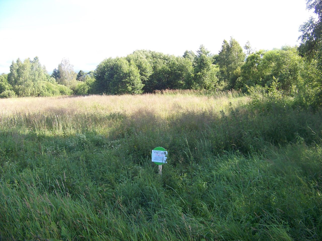 Działka rolna Kowalewko. Zdjęcie 1