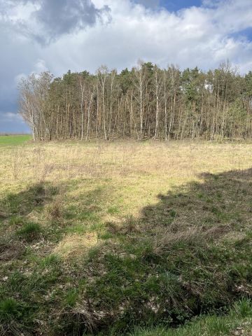 Działka leśna Wola Wężykowa. Zdjęcie 1