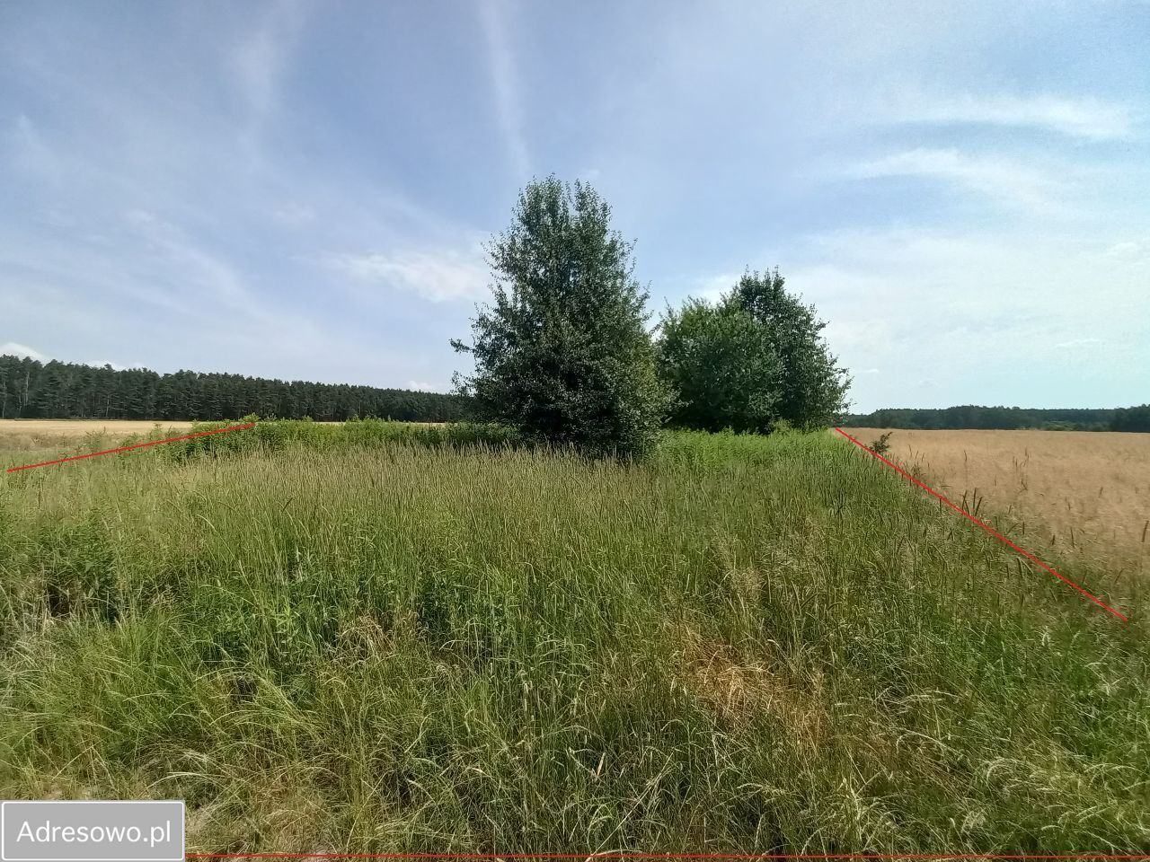 Działka rolna Pęgów. Zdjęcie 4