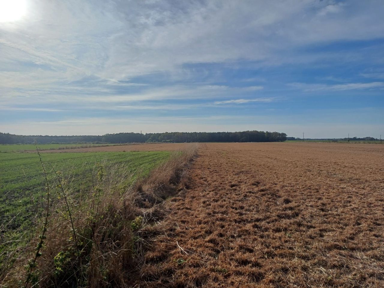 Działka rolna Zalesie. Zdjęcie 2