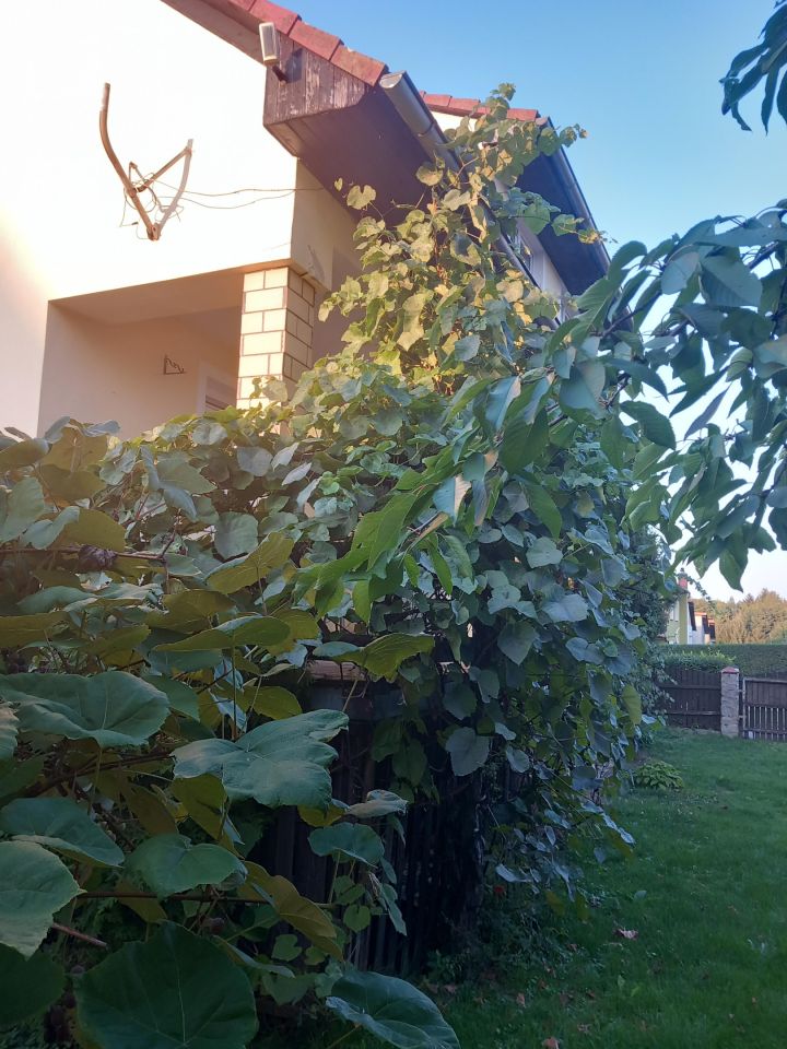 dom wolnostojący, 5 pokoi Gryfów Śląski. Zdjęcie 25